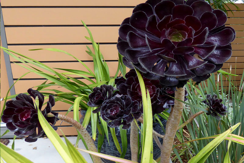 Aeonium Arboreum