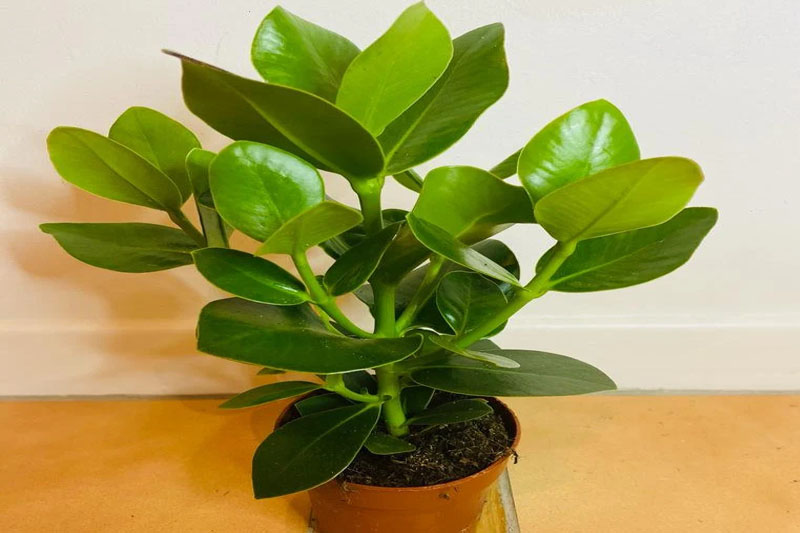 Autograph tree leaves