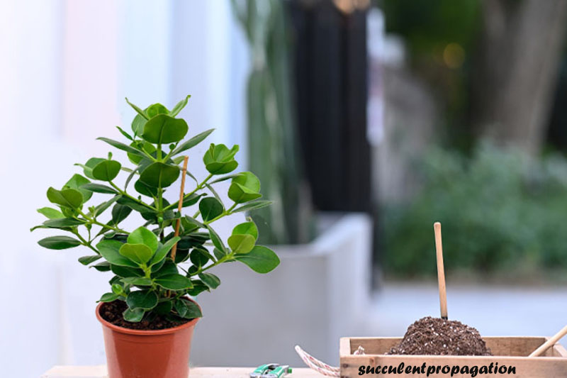 Autograph tree propagation