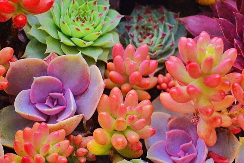 Beautiful color succulents