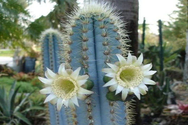 Blue torch cactus flower
