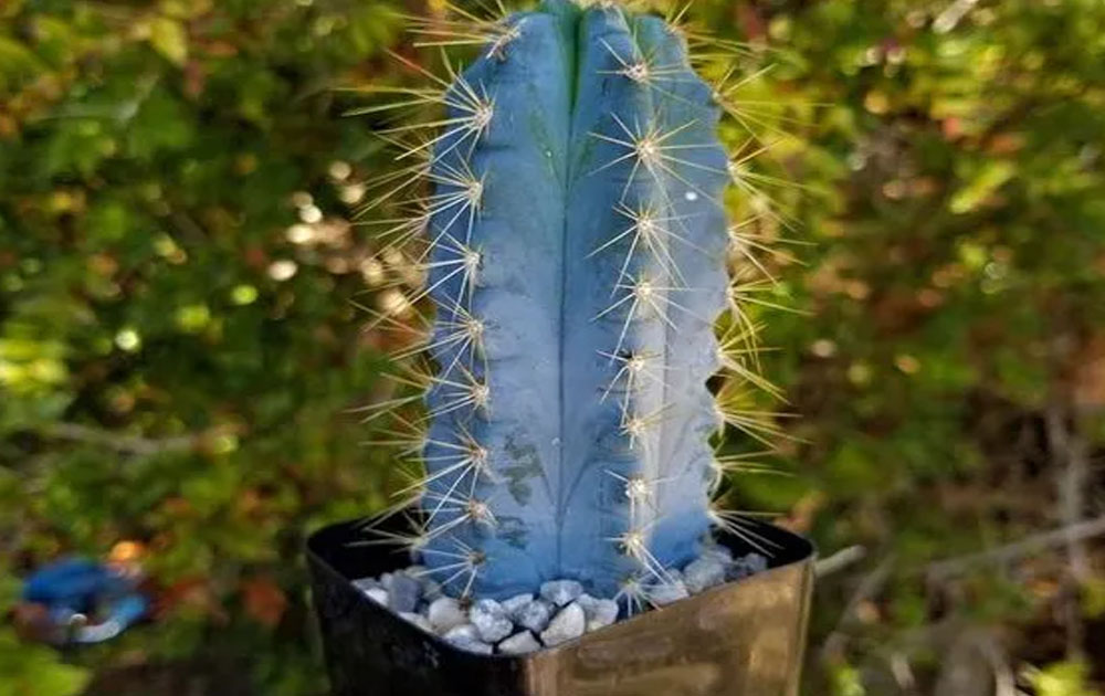 Blue torch cactus
