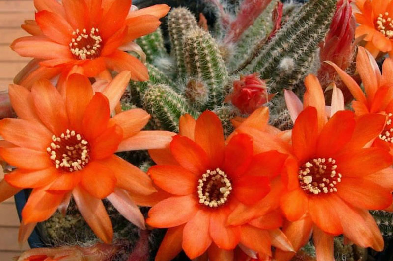 Cactus Peanut (Echinopsis Chamaecereus)