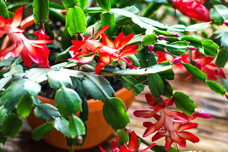 Christmas Cactus