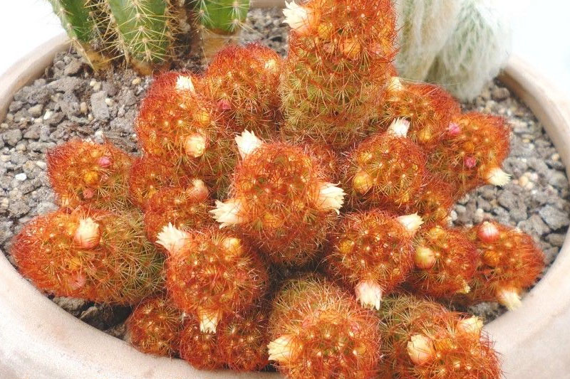 'Copper King' Mammillaria Elongata Cristata