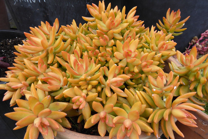 Coppertone Sedum