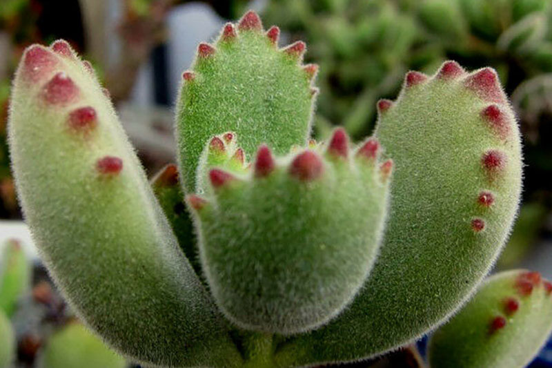 Cotyledon tomentosa