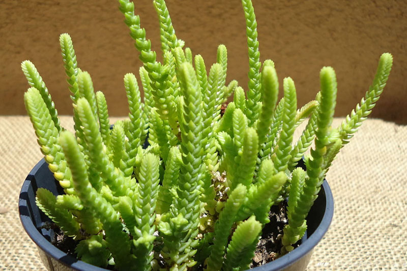 Crassula muscosa