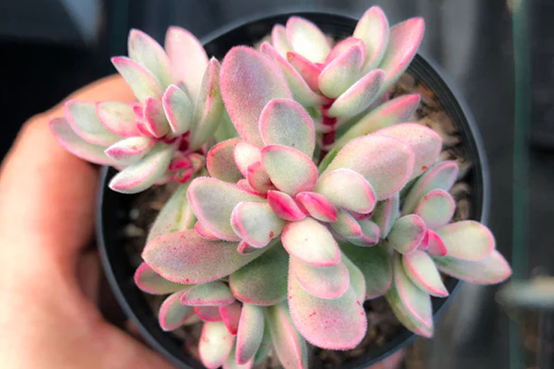 Crassula rogersii