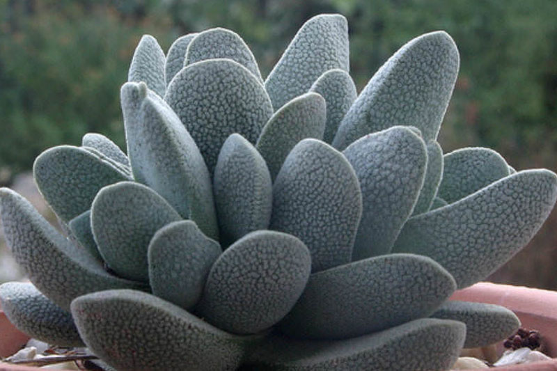 Crassula tecta fuzzy succulent