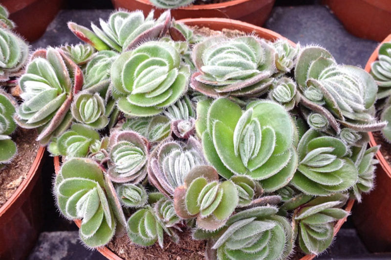 Crassula tomentosa