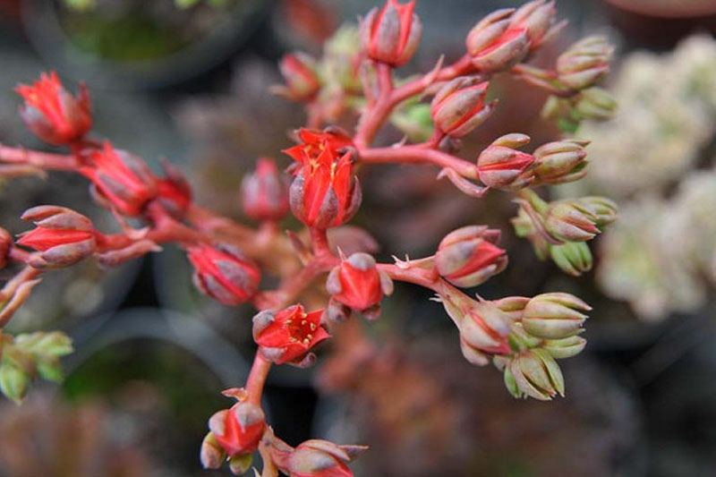 Echeveria Black Prince