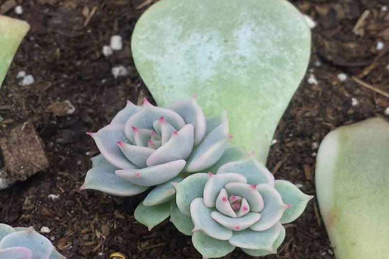 Echeveria 'Lola