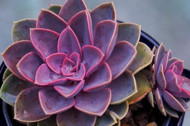 Echeveria Taurus
