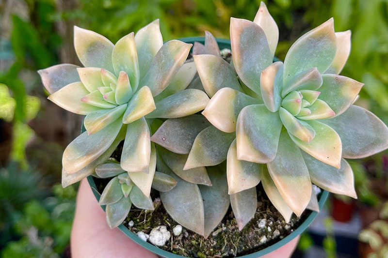 Graptopetalum Paraguayense Easiest succulents to propagate
