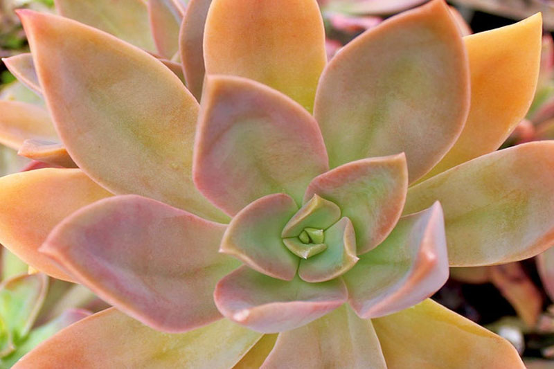 Graptoveria Fred Ives orange Succulent