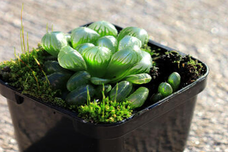 Haworthia Obtusa Propagation