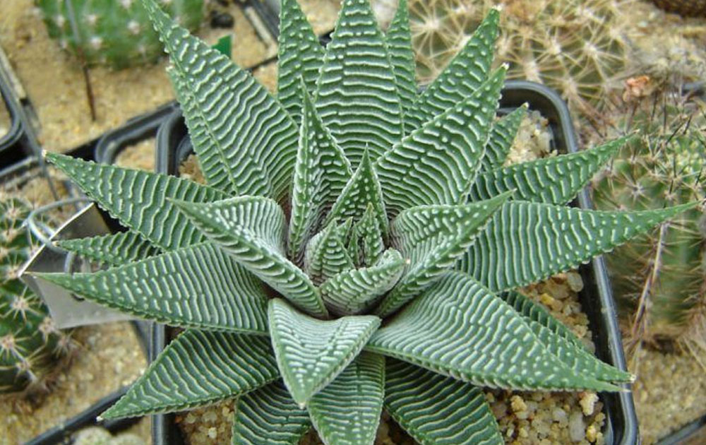 Haworthiopsis limifolia
