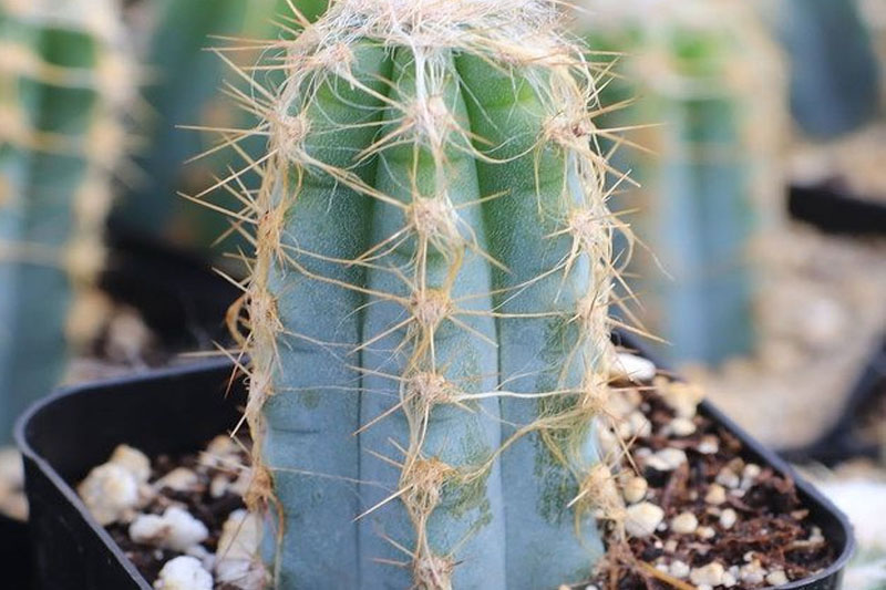 How to propagate blue torch cactus