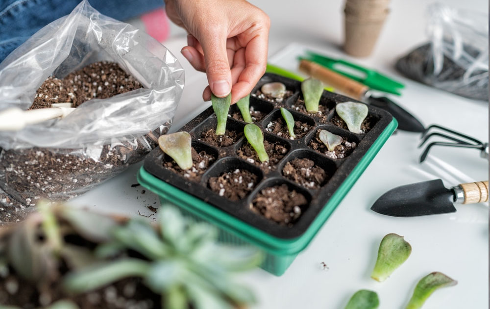 How to propagate succulents