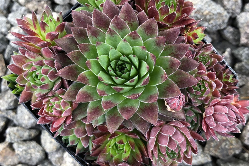 Jovibarba