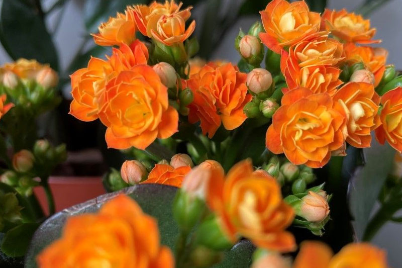 Kalanchoe blossfeldiana