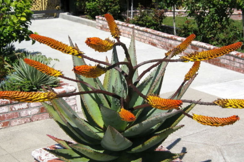 Marlothia Aloe ( Mountain Aloe)