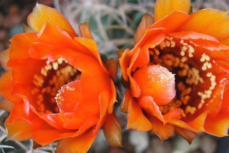 Nigrostoma var Lobivia Jajoiana Succulent with orange flowers