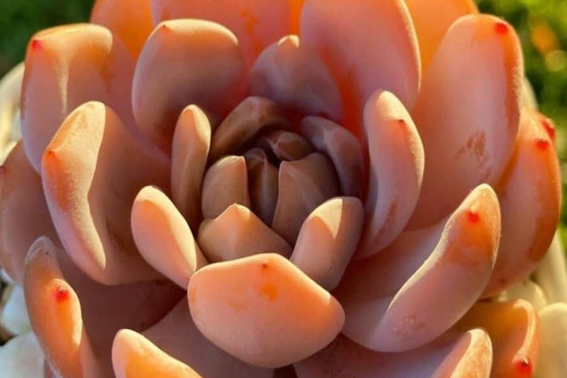 Orange Monroe