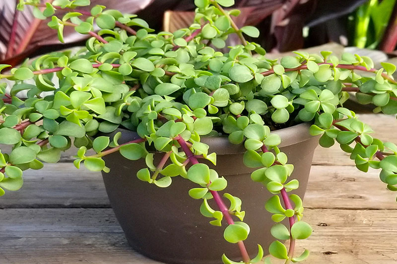 Portulacaria afra
