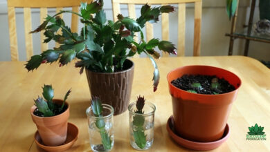 Propagating Christmas Cactus in Water