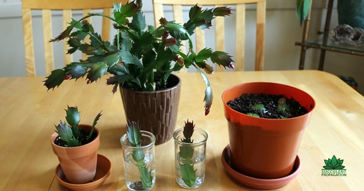 Propagating Christmas Cactus in Water