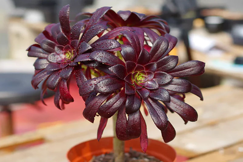 Purple Aeonium Atropurpureum