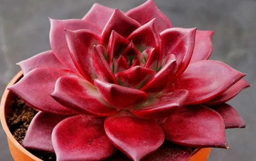 Red succulent flower