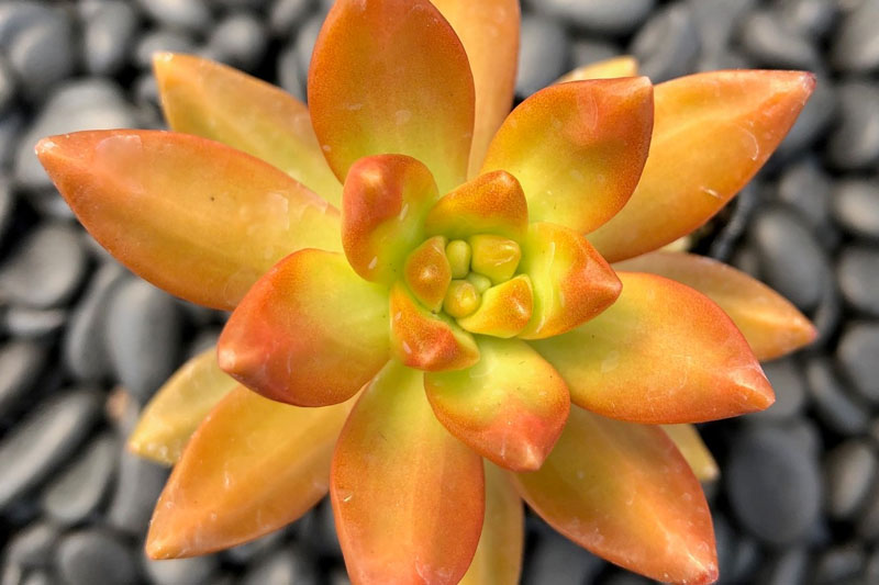 Sedum Adolphii