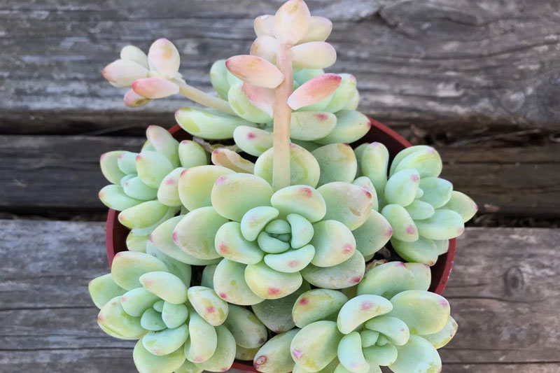 Sedum clavatum