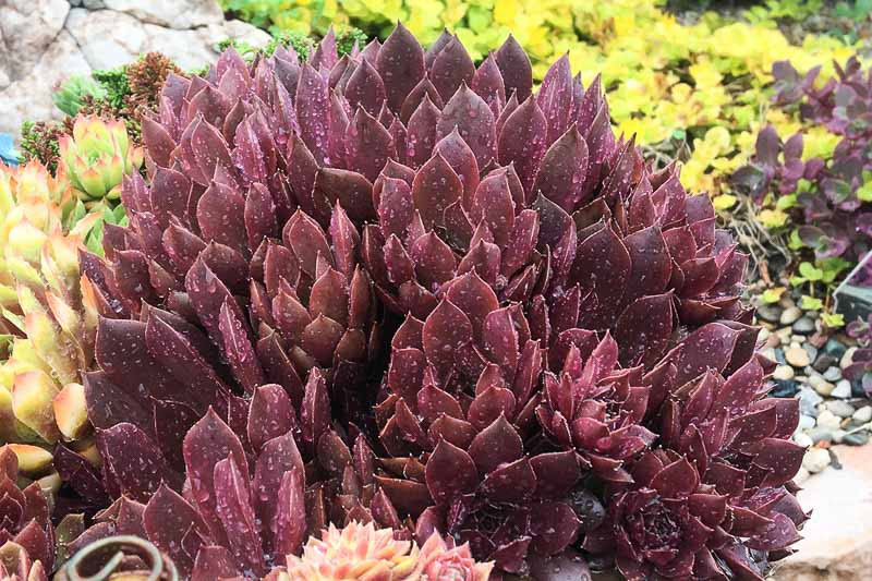 Sempervivum Succulent with purple flowers