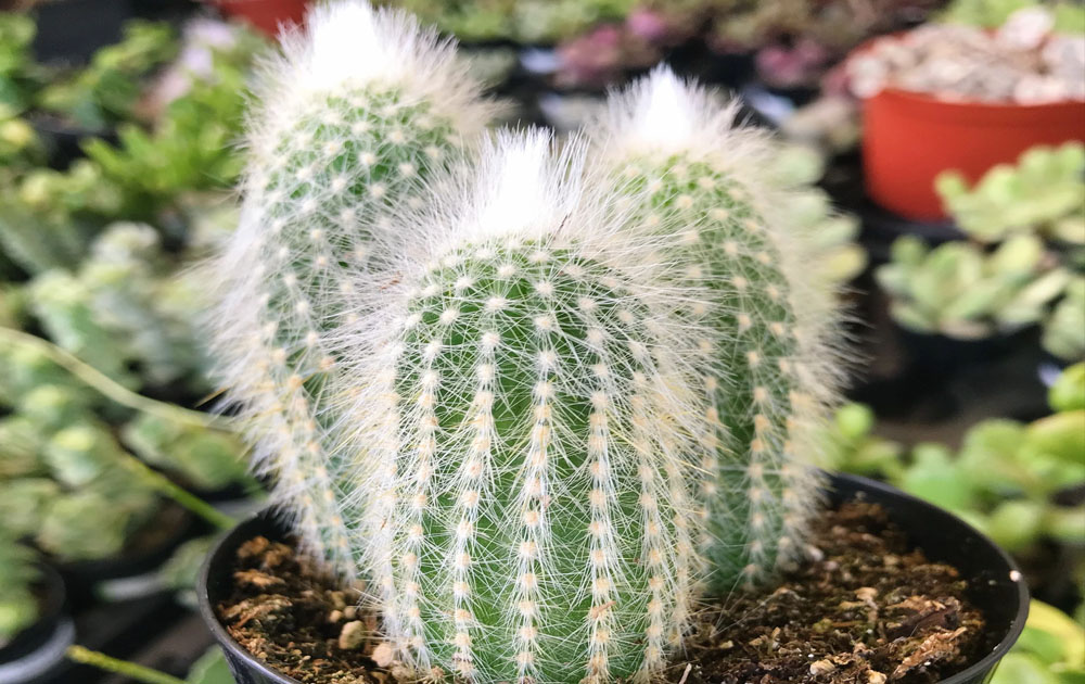 Silver torch cactus