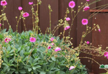 Succulent with pink flowers on long stems