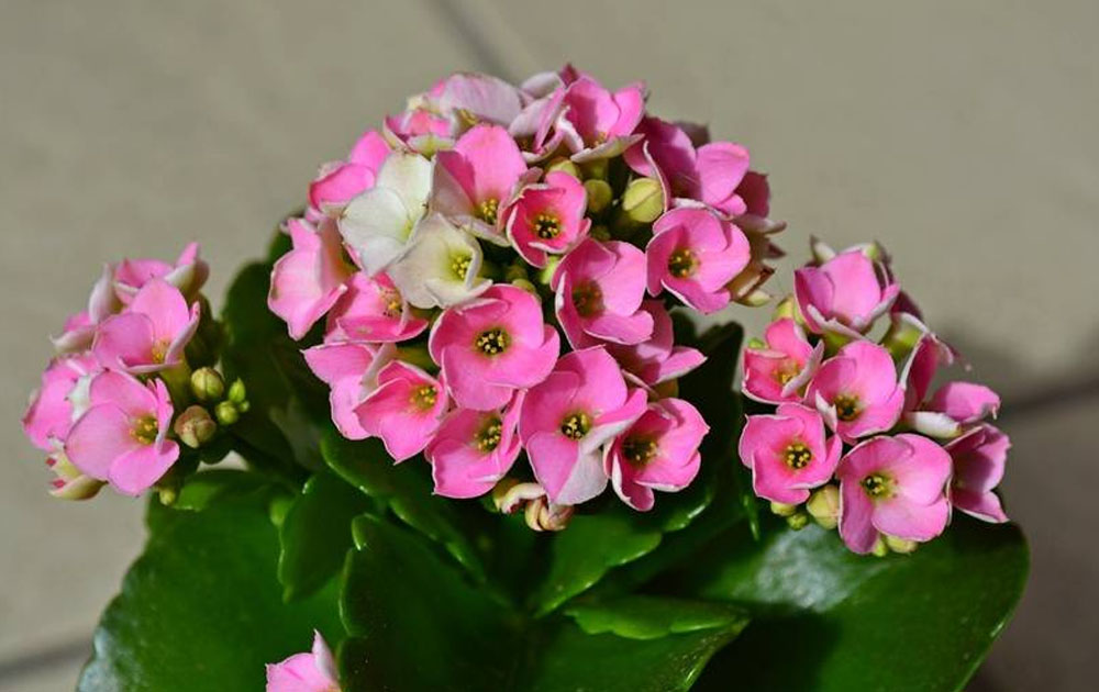 Succulent with pink flowers