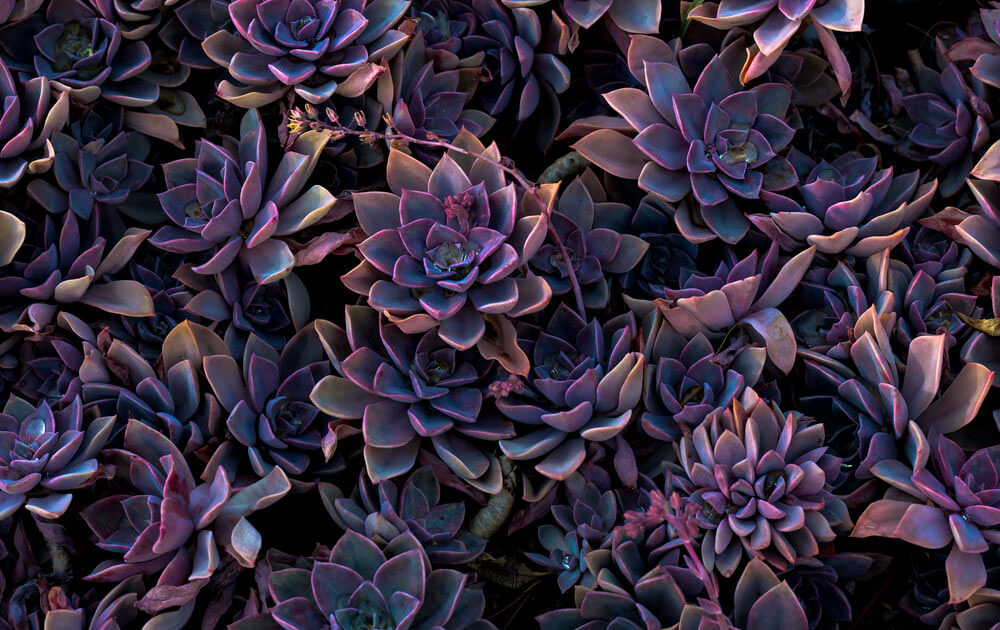 Succulent with purple flowers