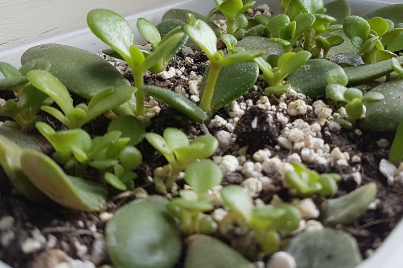 Succulents propagation time lapse