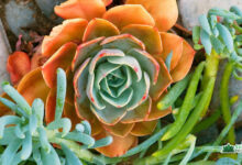 Succulents with Orange Flowers
