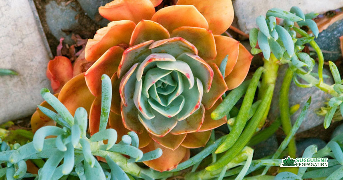 Succulents with Orange Flowers