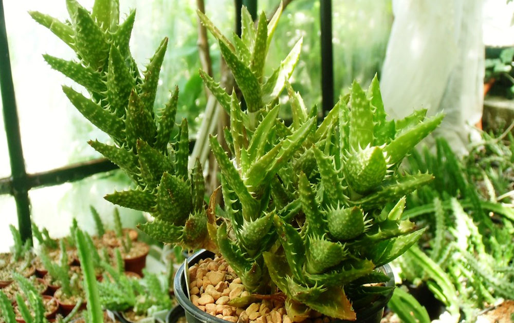 Tiger Tooth Aloe