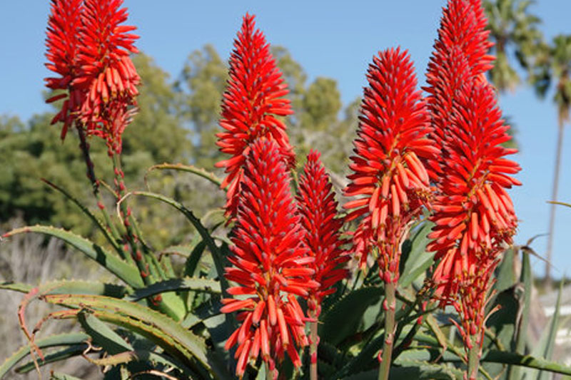 Torch aloe Red succulent flower