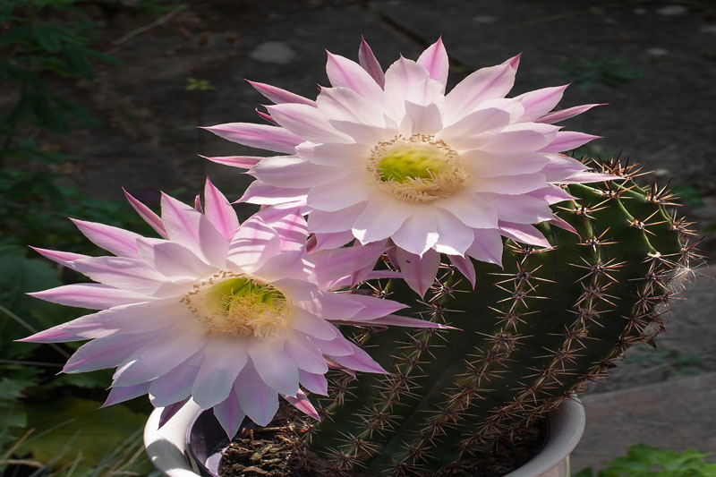 Torch cactus propagation