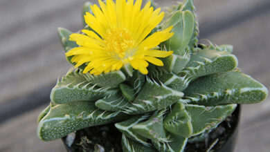 Yellow flower succulent