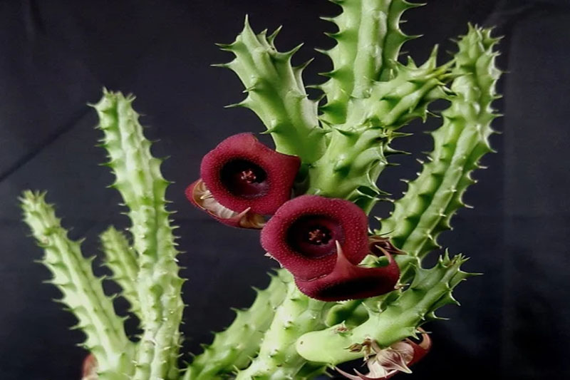 Zebrina Huernia Red succulent flower