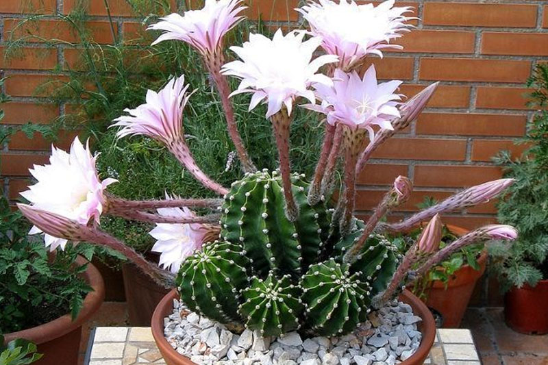 easter lily cactus maintenance